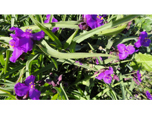 ������������ ���������