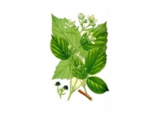 �������, ������, ������ ����, 30 � ������