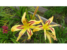 ��������