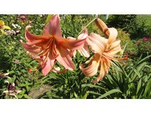 � �����.JPG