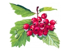 ���������, �����, 50� ��������� ����