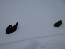 IMG 7487.jpg