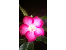 WP 20160225 22 25 46 Pro.jpg