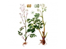 ������ �������������, ������, 50� ��������� ����