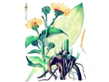 �������, ������, 50 �, ������ ���� ������ �����, �������� ������