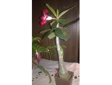 WP 20160225 22 22 53 Pro.jpg