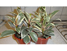 ����� ������ - 350 ���.