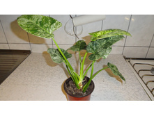 Philodendron giganteum variegata- ������ �������� �������� - ���� ....