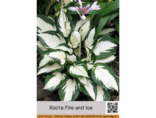 ����� Fire and Ice  ����  237�.00�.