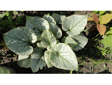 ������� ���� �����