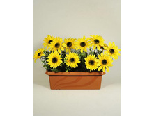 �323 ����������� ������ "����������"