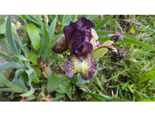 ���� ������ Gimmik