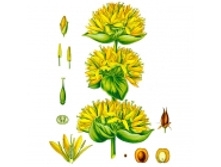 ��������� ������, �����, 50� ������������� ����