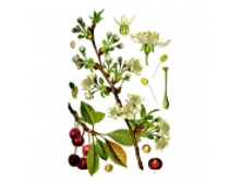 �������� ����, ������, 30� ��������� ����