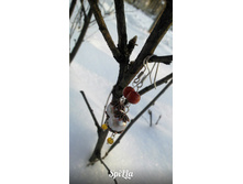 SpiLLa - ����� ������ ������ -