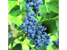 �������� ��������.jpg