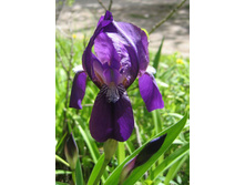 ���� ���������� ������ 50�