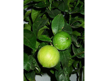 ������� ����� ��������� 53+%. � ������� 1 ��.jpg