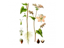 �������, �����, 50� ��������� ����