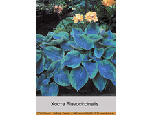 ����� Flavocircinalis  ���� 127�.00�.