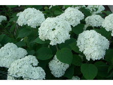 ��������� �����������