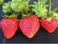 ���� ����-60� ����� ������.jpg