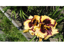 ���� ��� ���