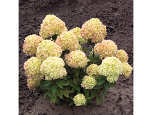 ���� ���� ��. �����.*