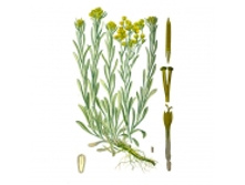 ����������� ��������, ������, 50� ��������� ����