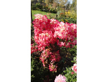 ������ �����