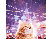 12592734 205568063124483 6378015241359722117 n.jpg