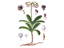 ��������� ���������, �����, 50� ��������� ����, ����������