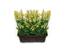 �298 ����������� ������ "������" (֣����)