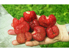 �������� (��������� ���������)-42�.gif