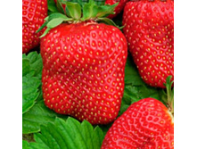 �����-������ 60�.jpg