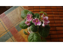 ��-�������(2011)