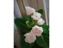 ��������� ���� �����