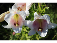 ����� (�ϣ ����)