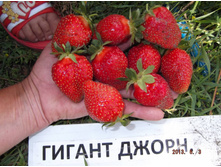 ������ ������� NEW 60�.jpg