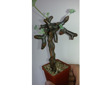 Pelargonium mirabile 6000 ���