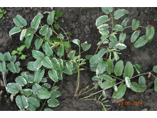 ������̣��� �������������*