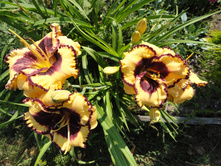 �������� ������ ����� ( Sabine Bauer)