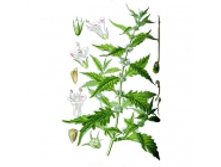 Zuznik 600 600 50 gr6m thm.jpg