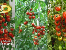 �������� ����� 12 ���. �������� 1 ��..jpg