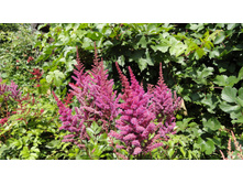 ���� �����.JPG