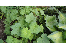 ������� ��������