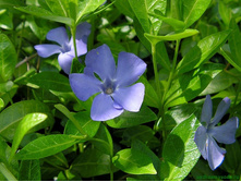 �������� 50� �����