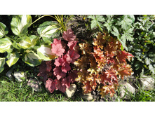 ������� ��������