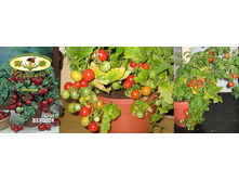 ����� ���� ������ 11,50 ���.. �������� 1 ��..jpg