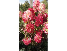 ������ �����